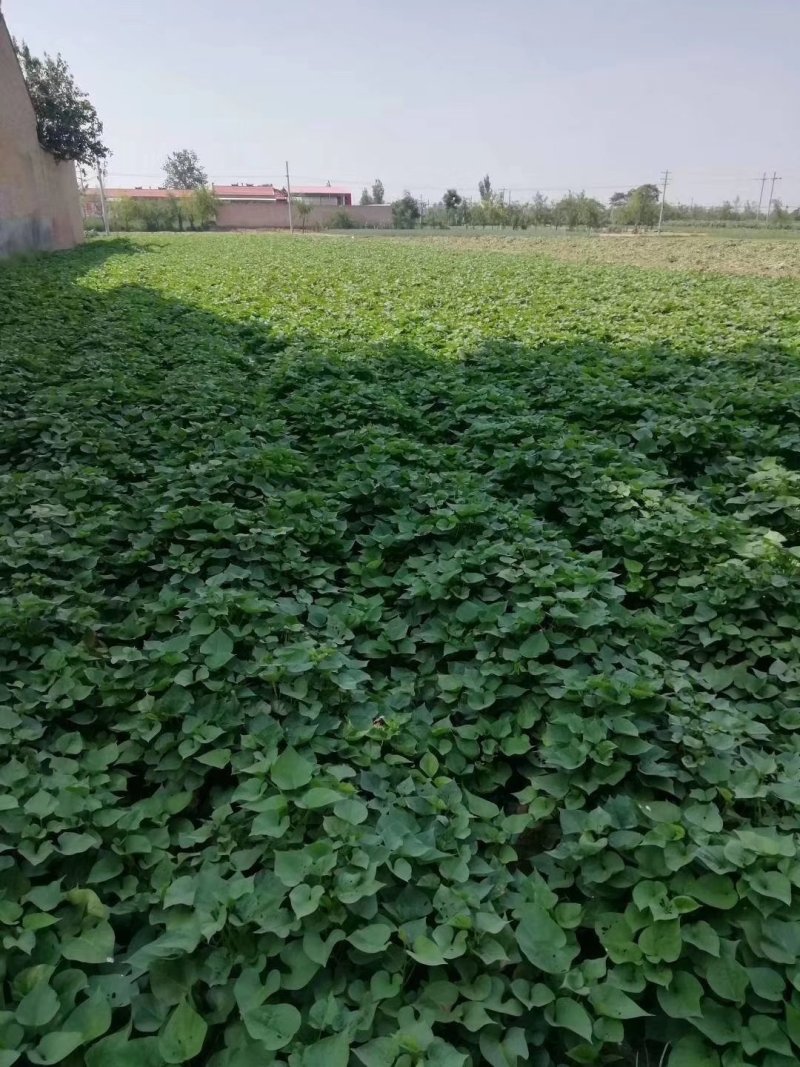 特产产地直供新鲜板栗红薯量大从优✔️✔️