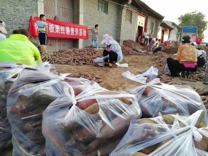 特产产地直供新鲜板栗红薯量大从优✔️✔️