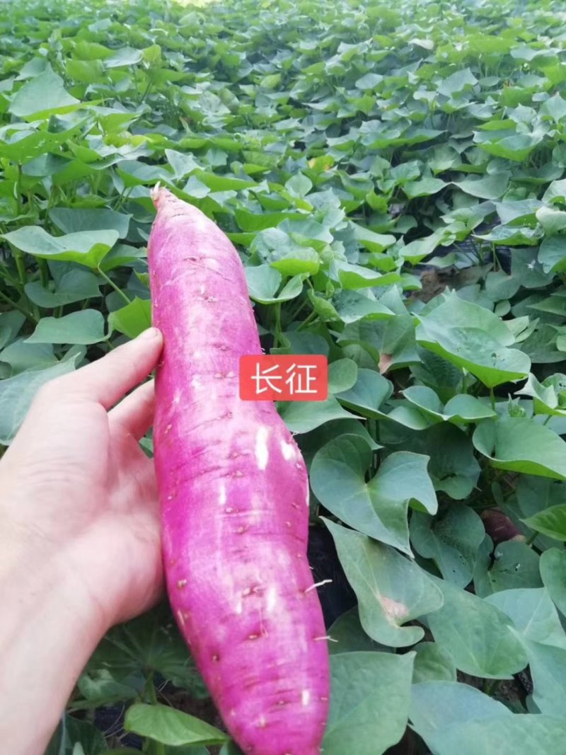 特产产地直供新鲜板栗红薯量大从优✔️✔️
