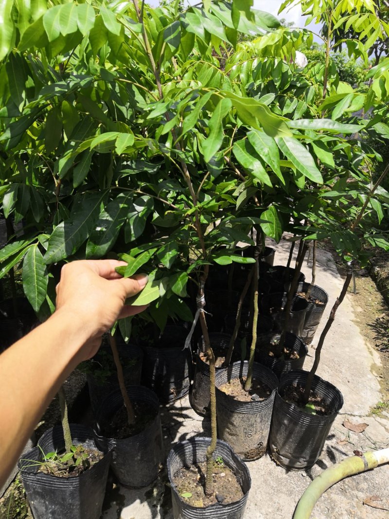 四季龙眼中杯苗，古山二号，石硖龙眼小杯苗