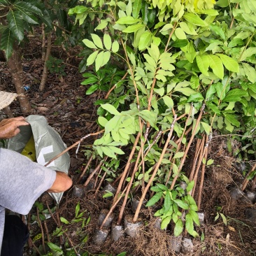四季龙眼中杯苗，古山二号，石硖龙眼小杯苗