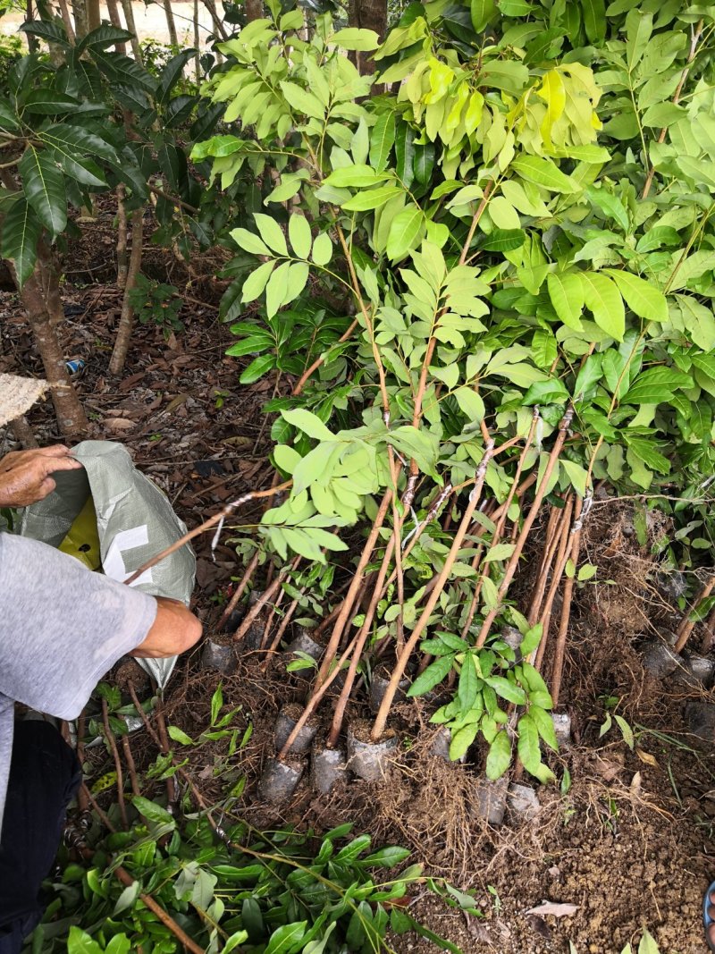 四季龙眼中杯苗，古山二号，石硖龙眼小杯苗