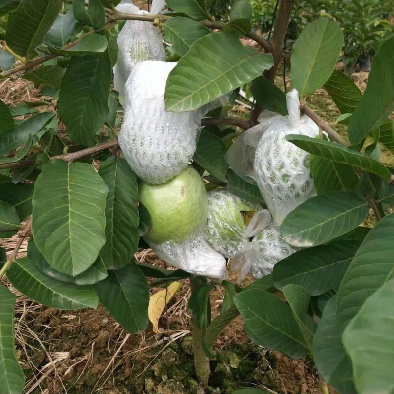 粉红蜜芭乐苗，红心番石榴苗