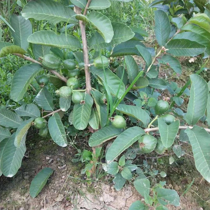粉红蜜芭乐苗，红心番石榴苗