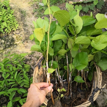 台湾长果桑杯苗
