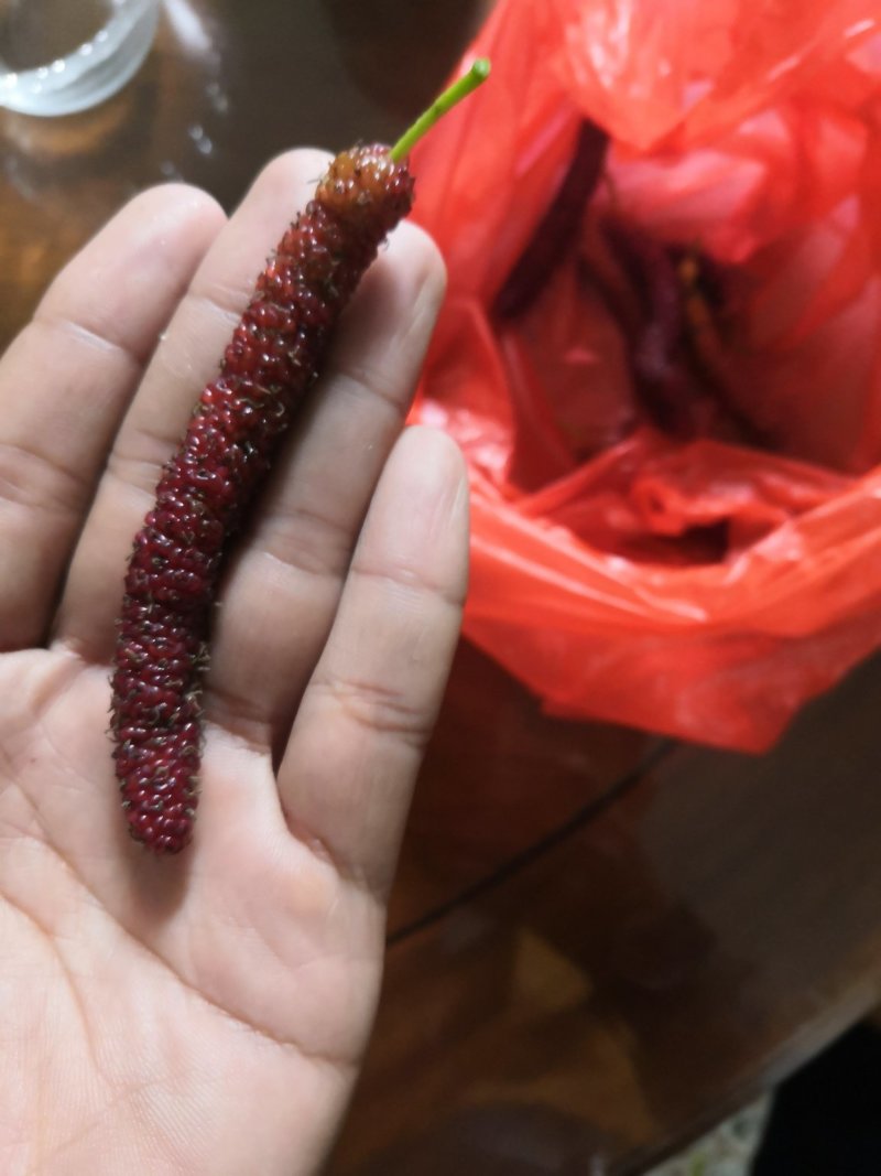 台湾长果桑杯苗
