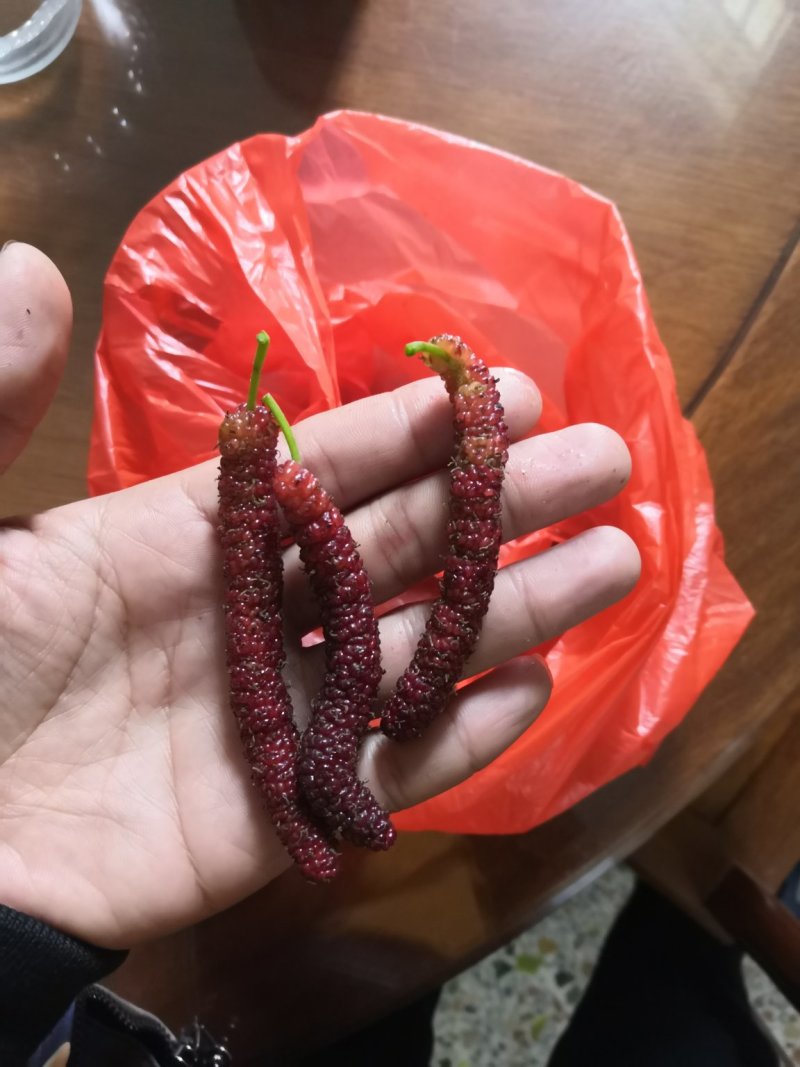 台湾长果桑杯苗