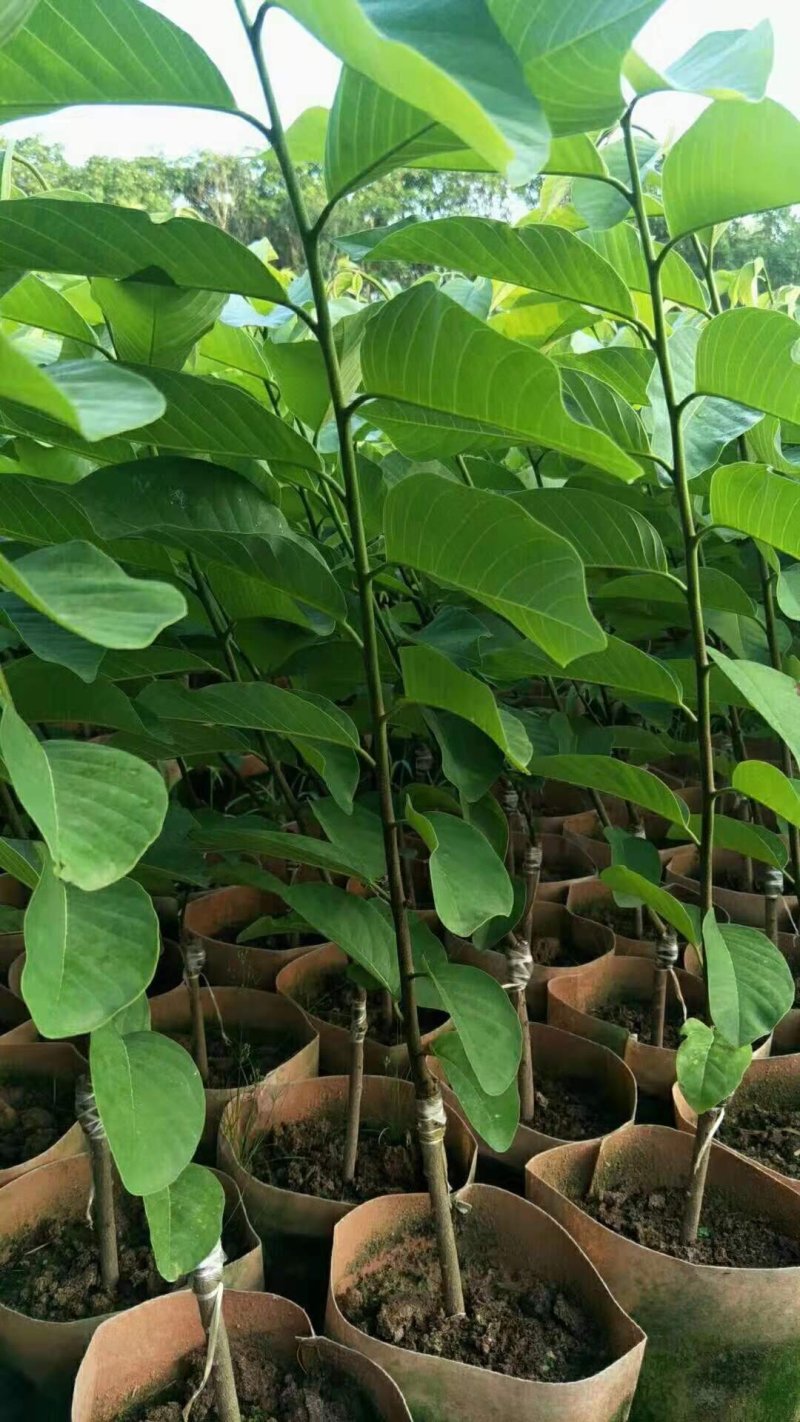 凤梨释迦美植袋苗，大袋苗