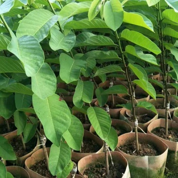 凤梨释迦美植袋苗，大袋苗