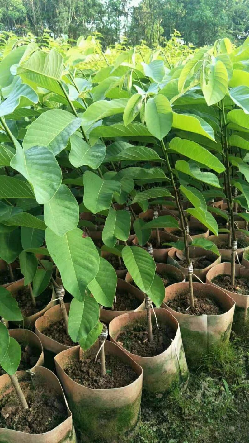 凤梨释迦美植袋苗，大袋苗