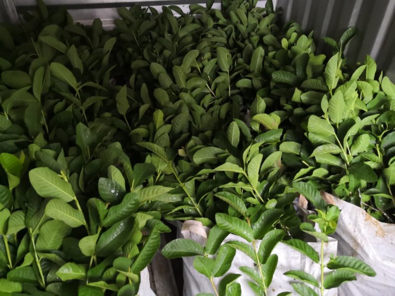 台湾珍珠芭乐白肉番石榴苗