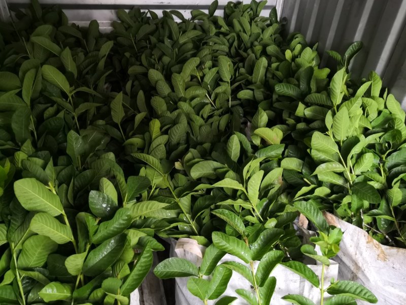 台湾珍珠芭乐白肉番石榴苗