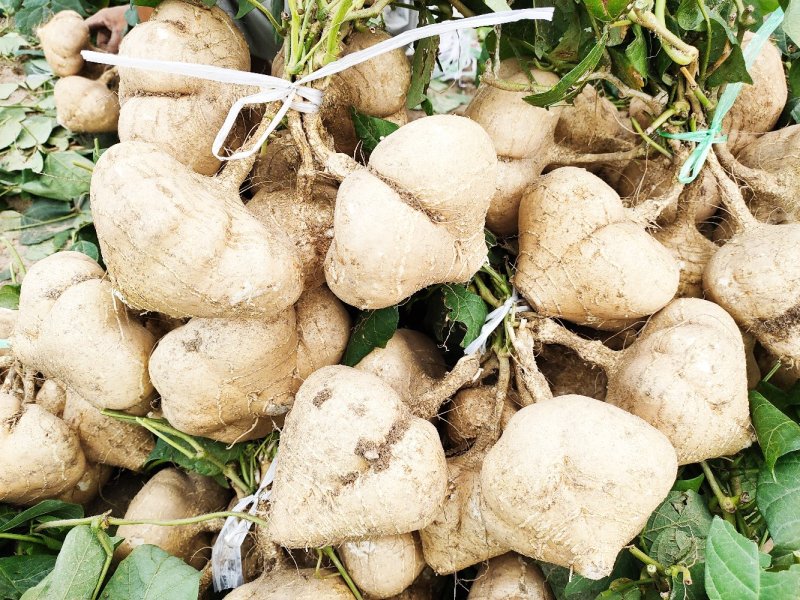 豆薯，（地瓜）货源充足质量好，半斤以上产地直供：现货