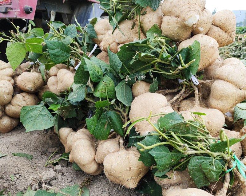 豆薯，（地瓜）货源充足质量好，半斤以上产地直供：现货