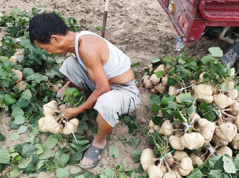豆薯，（地瓜）货源充足质量好，半斤以上产地直供：现货