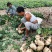 豆薯，（地瓜）货源充足质量好，半斤以上产地直供：现货