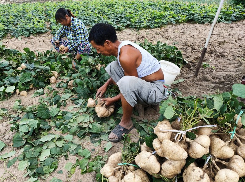 豆薯，（地瓜）货源充足质量好，半斤以上产地直供：现货