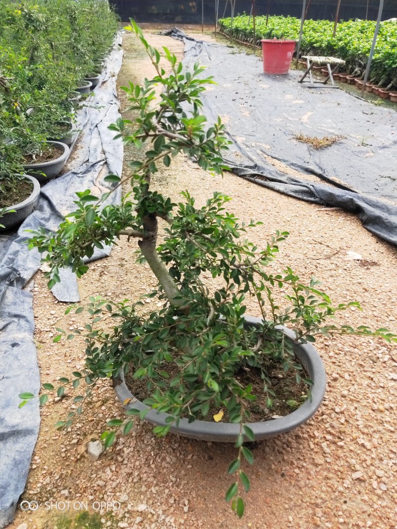 榆树榆树盆栽福建漳州苗木基地提根榆树造型基地