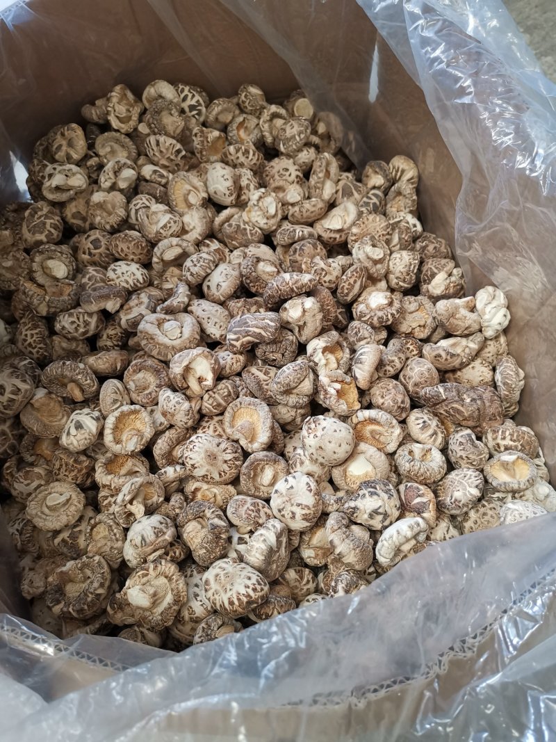 随州香菇3-4茶花菇产地直供出口品质整箱包邮