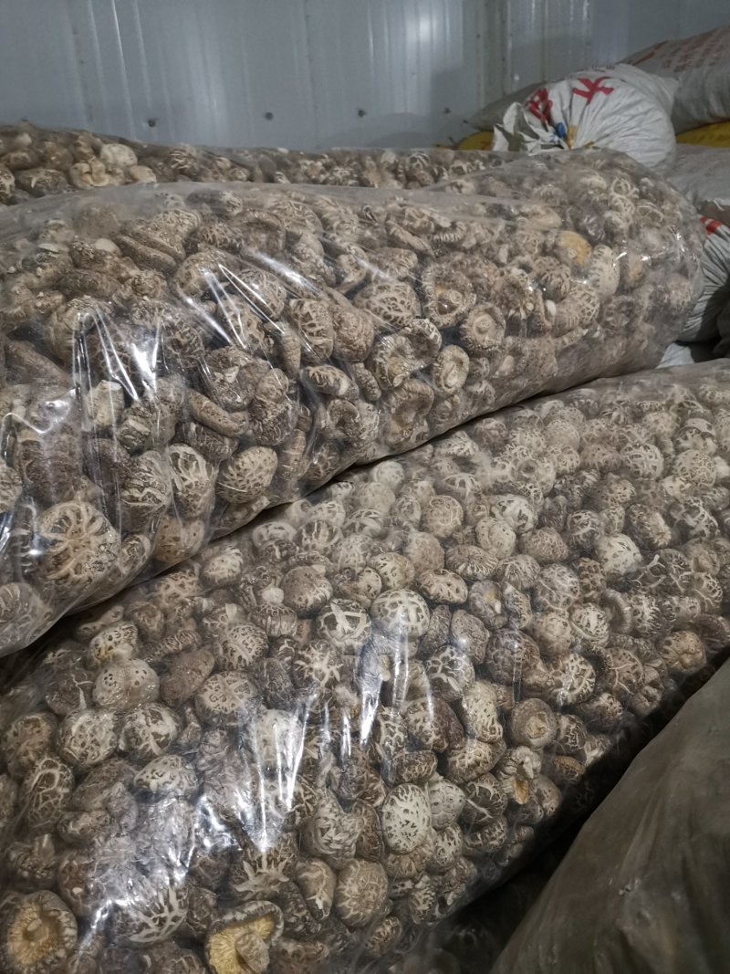 随州香菇3-4茶花菇产地直供出口品质整箱包邮