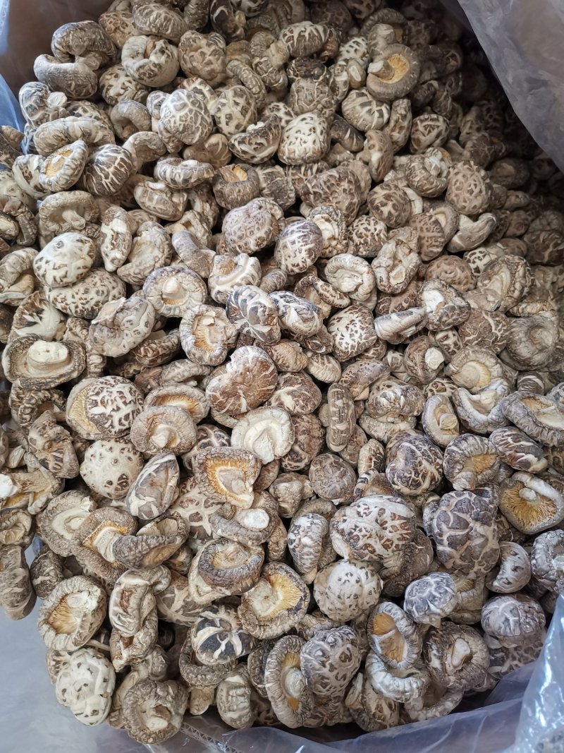 随州香菇3-4茶花菇产地直供出口品质整箱包邮