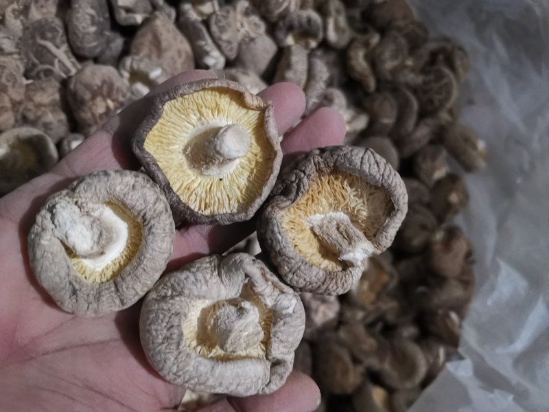 随州香菇3-4茶花菇产地直供出口品质整箱包邮