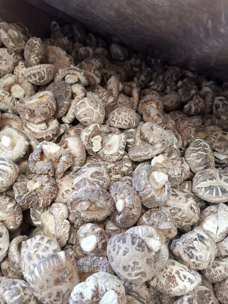 随州香菇3-4茶花菇产地直供出口品质整箱包邮