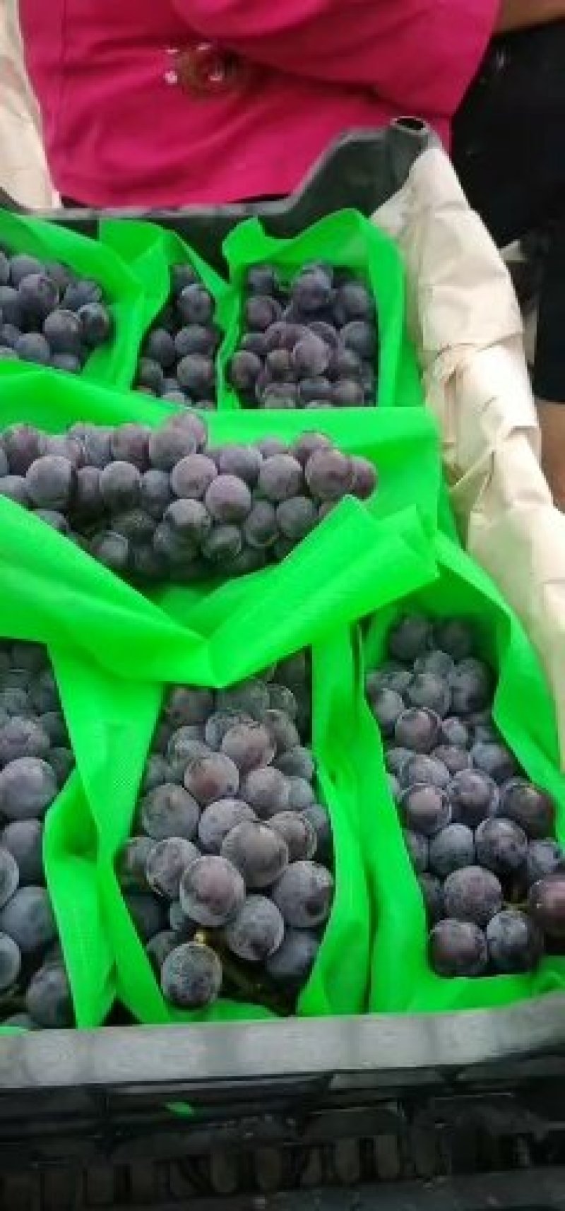 沪太八号葡萄已上市，大量有货味道甘甜皮薄无籽串型紧凑果好
