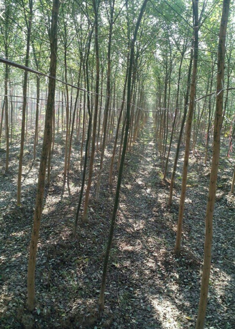 国槐香花槐