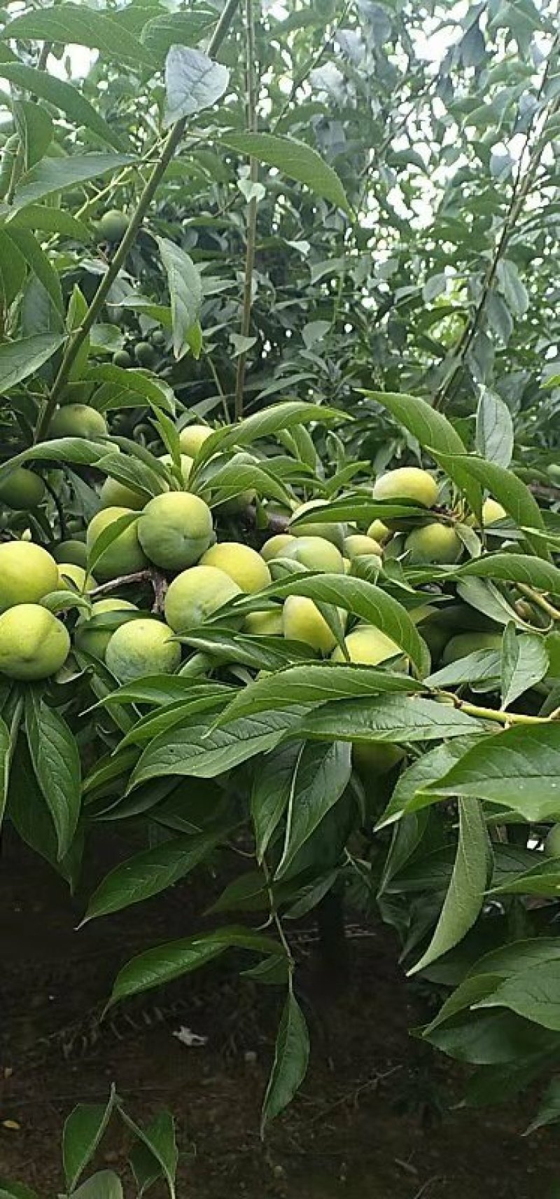 青脆李脱骨李干核李大量供应保证质量现货供应