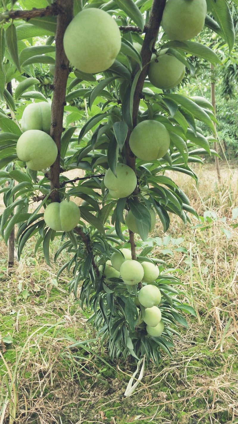 青脆李脱骨李干核李大量供应保证质量现货供应