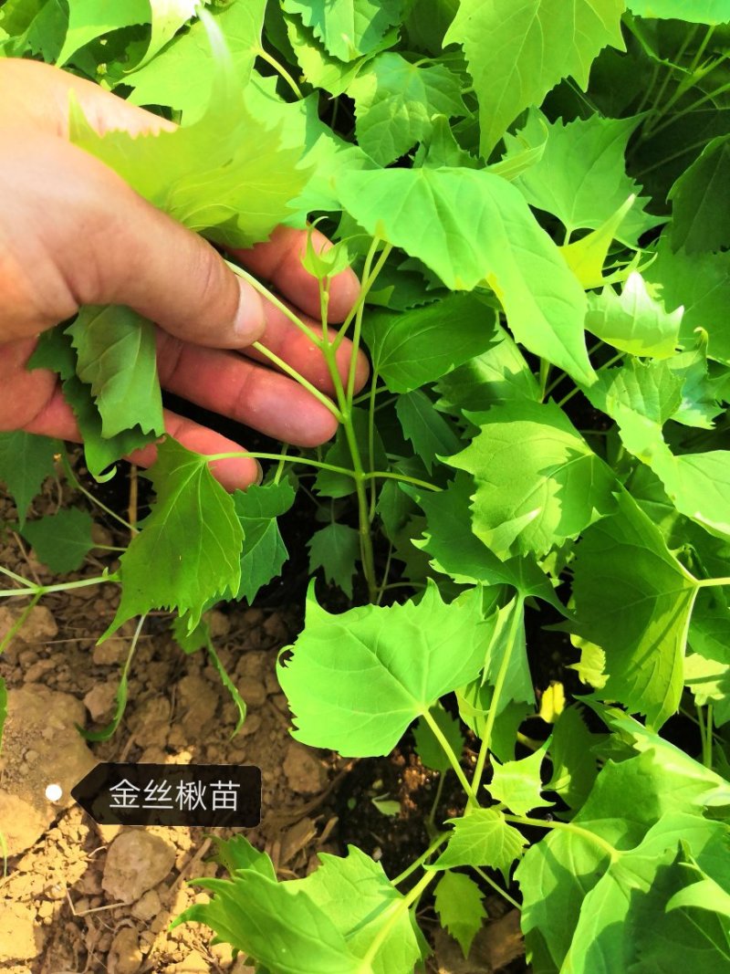 组培楸树，金丝楸，耐寒苗