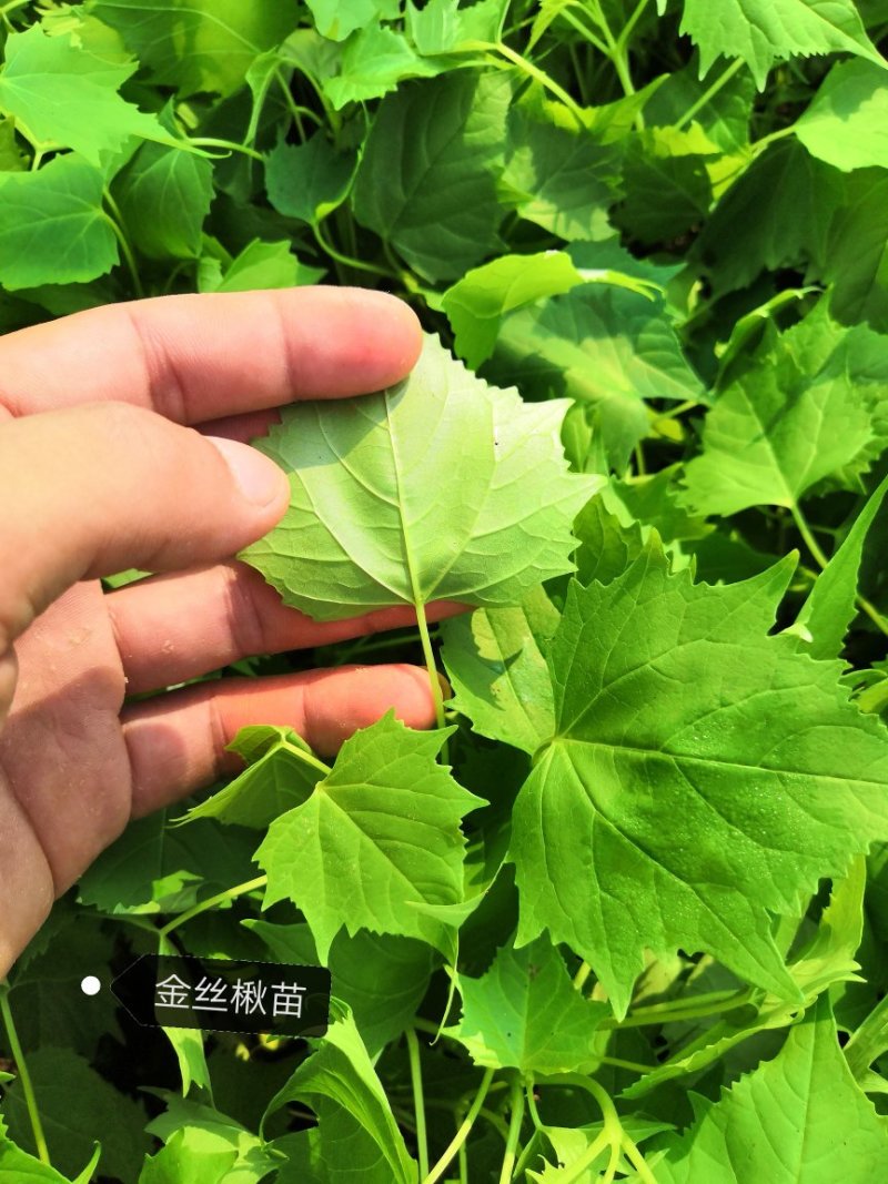 组培楸树，金丝楸，耐寒苗