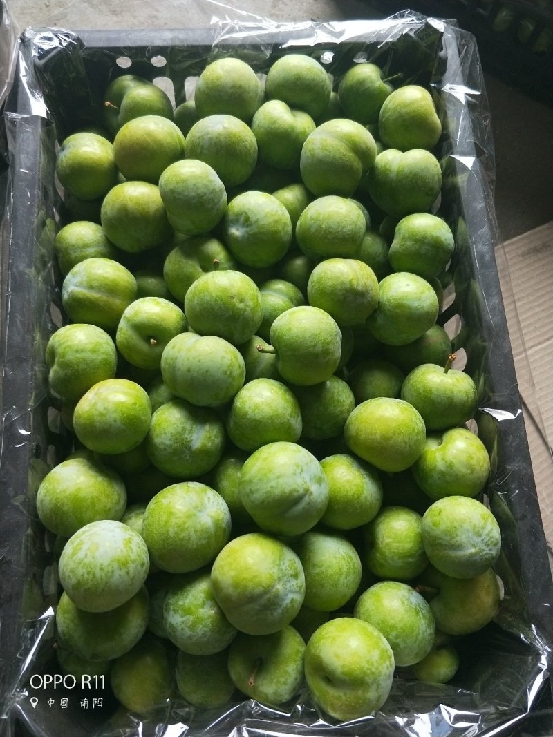 青脆李脱骨李干核李大量供应保证质量现货供应