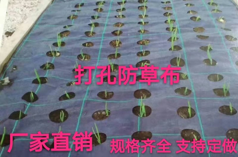 打孔防草布园艺地布除草保湿透气透水抗爆晒无毒气促高产
