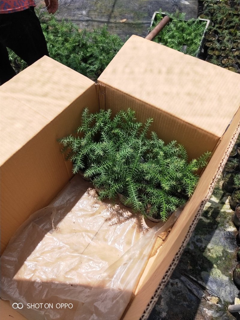 小澳洲杉澳洲杉小苗高20厘米福建漳州苗木基地直批