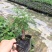 小澳洲杉澳洲杉小苗高20厘米福建漳州苗木基地直批
