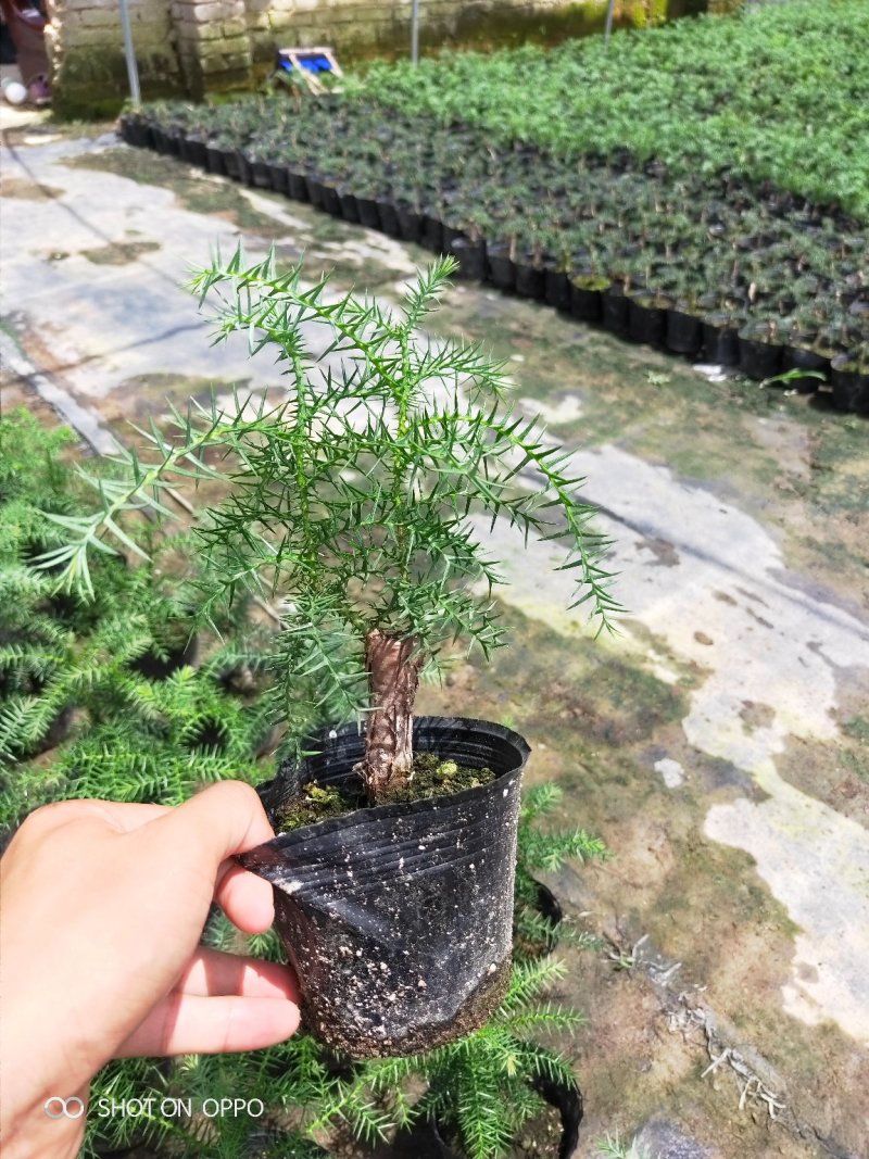小澳洲杉澳洲杉小苗高20厘米福建漳州苗木基地直批