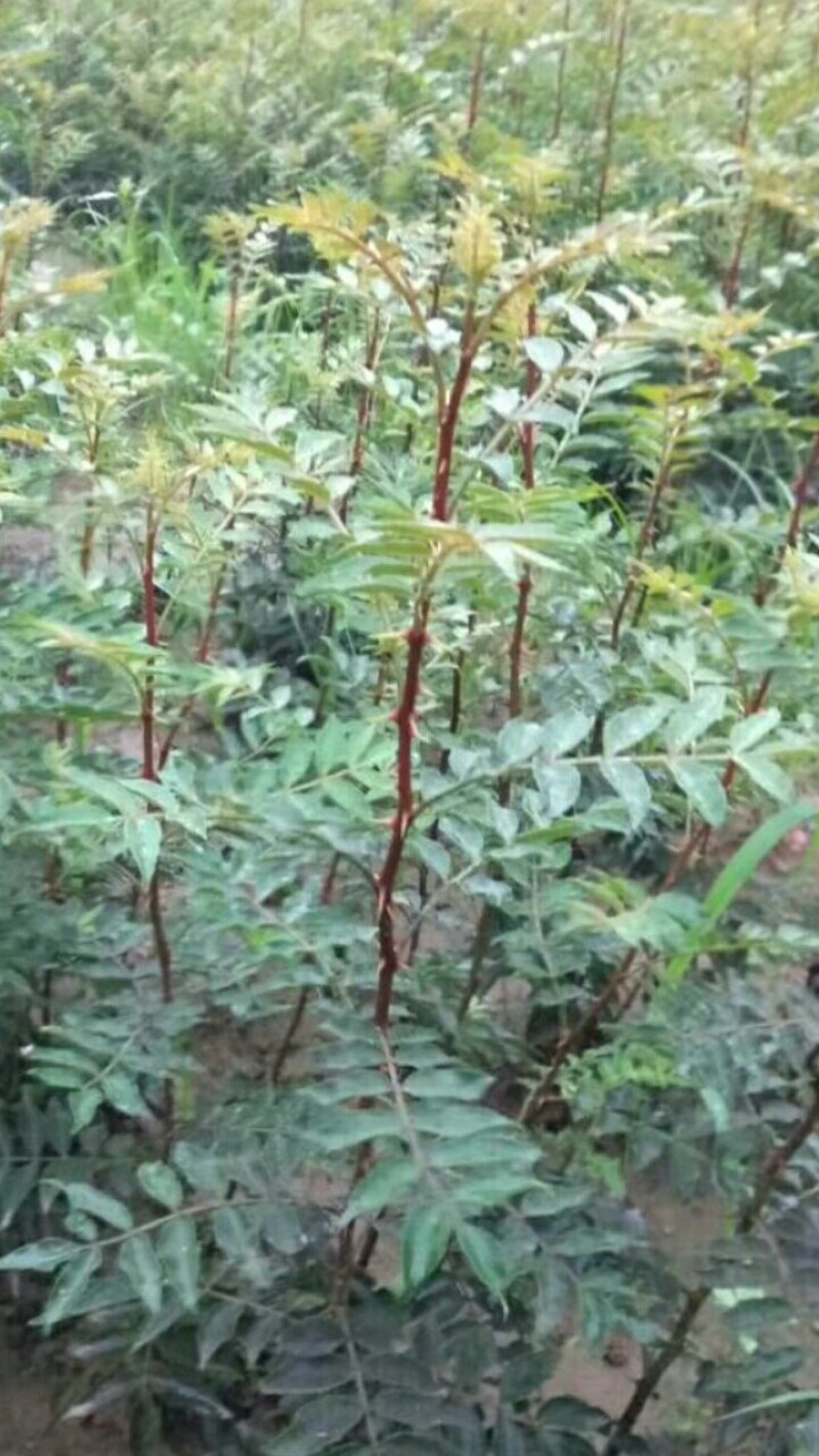 花椒苗无刺花椒苗，花椒苗无刺，花椒嫁接苗，花椒品种大红袍