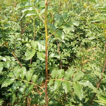 花椒苗无刺花椒苗，花椒苗无刺，花椒嫁接苗，花椒品种大红袍