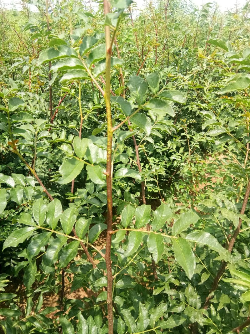 花椒苗无刺花椒苗，花椒苗无刺，花椒嫁接苗，花椒品种大红袍