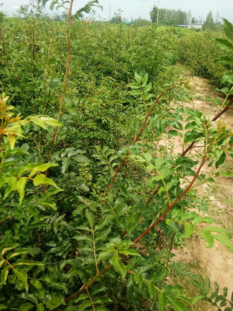 花椒苗无刺花椒苗，花椒苗无刺，花椒嫁接苗，花椒品种大红袍
