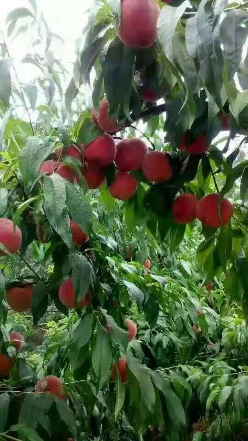 金秋蜜桃