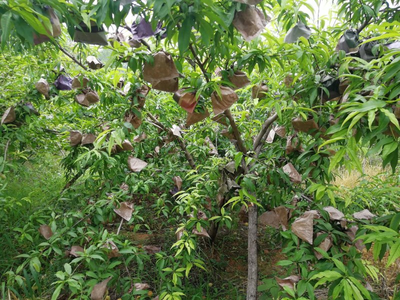 金秋蜜桃