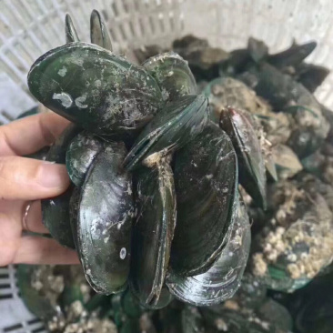 青口螺