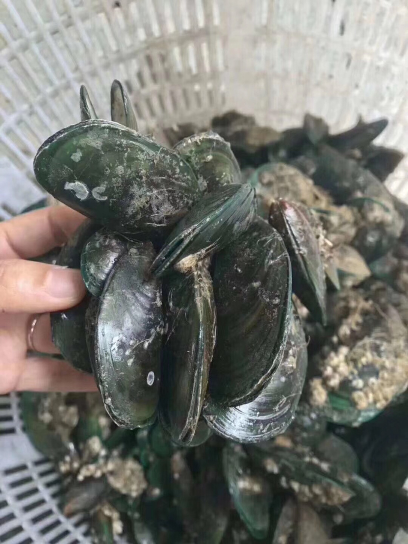 青口螺