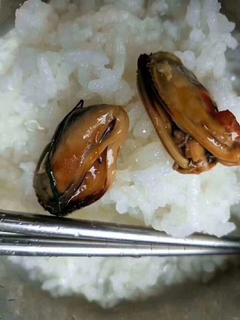 青口螺