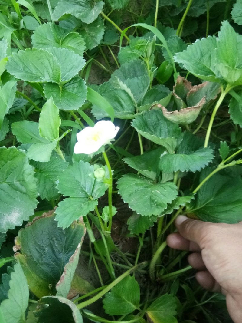 基质草莓苗，妙7章姬红颜小白兔草莓苗，甜查理大明星草莓苗