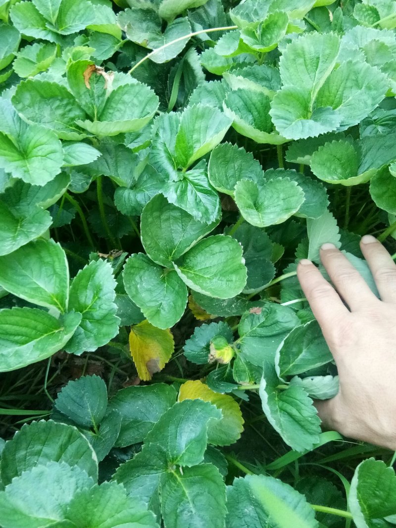 基质草莓苗，妙7章姬红颜小白兔草莓苗，甜查理大明星草莓苗
