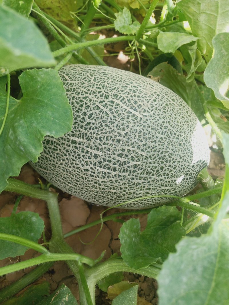 寻找蜜瓜货主诚信代办